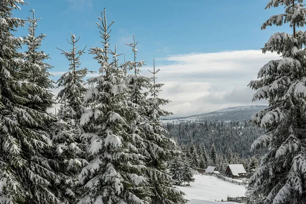 Zimní Krajina Zasněženými Borovicemi Jedlemi Vánoční Koncept — Stock fotografie