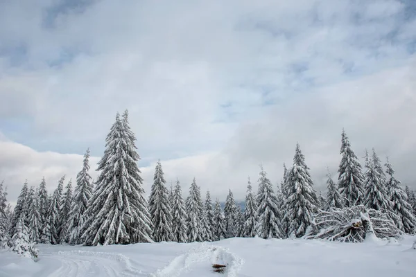 Stromy Pokryté Chrastí Sněhem Horách — Stock fotografie