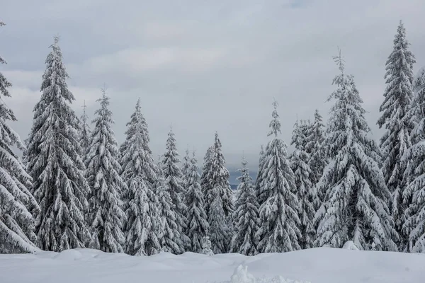 Winterbäume Schneebedeckten Bergen — Stockfoto