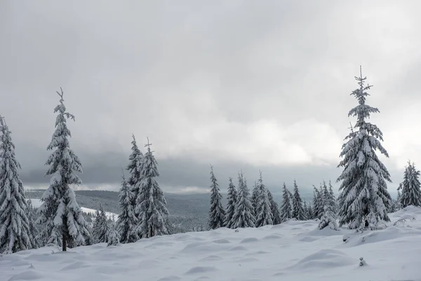 Fondo Navidad Bosque Cubierto Nieve Escénica Invierno — Foto de Stock