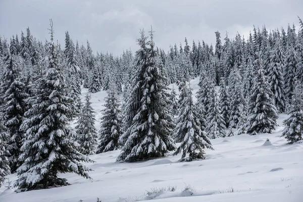 Paisaje Invernal Con Abetos Cubiertos Nieve Concepto Postal Navidad — Foto de Stock