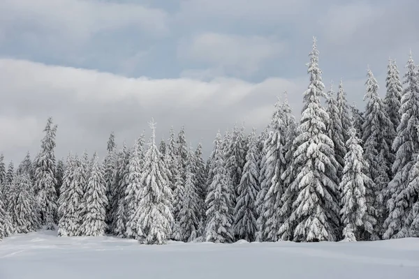 Fondo Navidad Con Abetos Nevados Increíble Paisaje Invierno — Foto de Stock