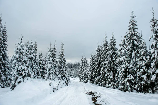 Pohádková Zimní Krajina Jedlemi Vánoční Pozdravy Pozadí Zasněženým Lesem Horách — Stock fotografie