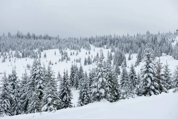 Kerst Achtergrond Schilderachtige Sneeuw Bedekt Bos Winter — Stockfoto