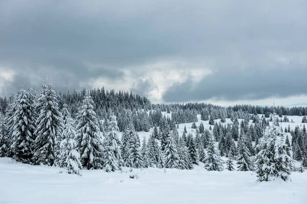 Boże Narodzenie Tle Ośnieżone Jodły Niesamowity Krajobraz Zima — Zdjęcie stockowe