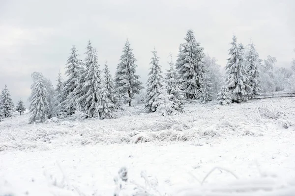 Zimní Krajina Zasněženými Borovicemi Jedlemi Vánoční Koncept — Stock fotografie