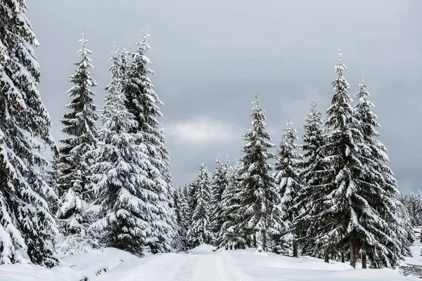 Pohádková Zimní Krajina Jedlemi Vánoční Pozdravy Pozadí Zasněženým Lesem Horách — Stock fotografie