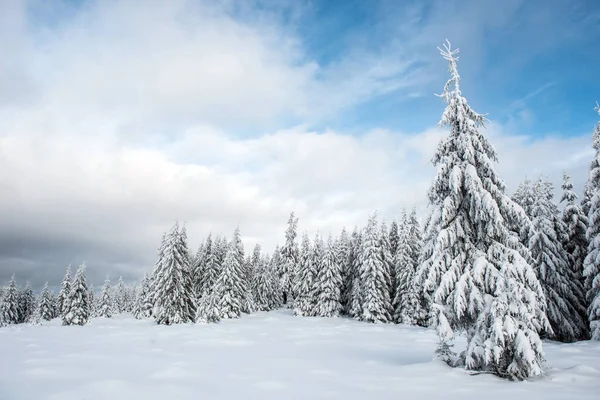 Arbres Hiver Montagne Recouverts Neige Fraîche — Photo