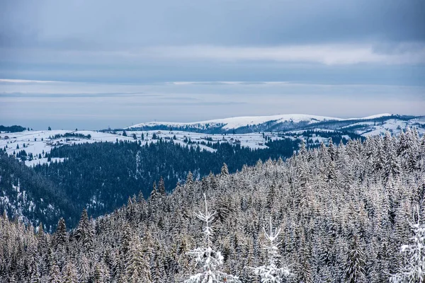 Winter Wonderland Hutan Pohon Cemara Tertutup Salju Segar — Stok Foto