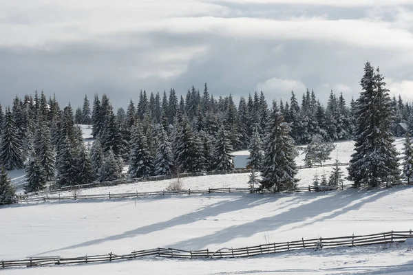 Paisaje Invierno Hadas Con Árboles Navidad Cubiertos Nieve — Foto de Stock