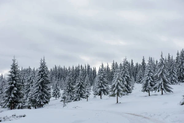 Pohádková Zimní Krajina Jedlemi Vánoční Pozdravy Pozadí Zasněženým Lesem Horách — Stock fotografie