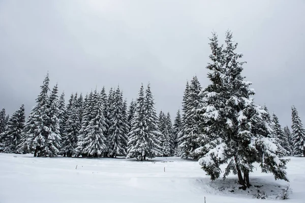 Sapins Couverts Neige Givre Dans Les Montagnes — Photo