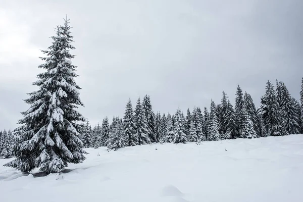 Krajobraz Zimowy Bajki Jodłami Świąteczne Pozdrowienia Tło Śnieżnym Lasem Górach — Zdjęcie stockowe