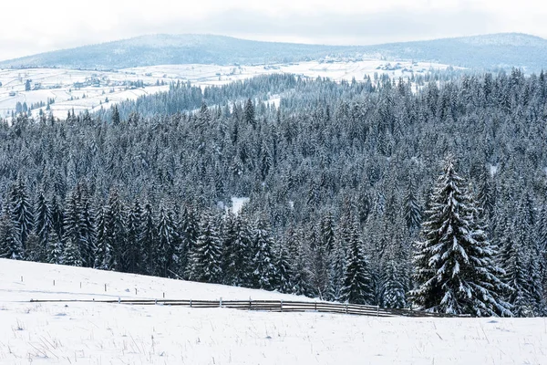 Märchenhafte Winterlandschaft Mit Tannen Weihnachtsgrüße Hintergrund Mit Verschneitem Wald Den — Stockfoto