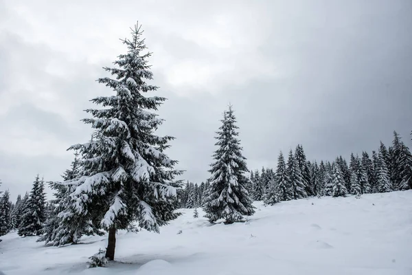 Karla Kaplı Çam Köknar Ağaçlarıyla Kışın Manzarası Noel Konsepti — Stok fotoğraf