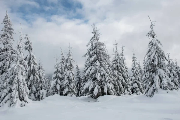 Weihnachten Hintergrund Malerischen Schneebedeckten Wald Winter — Stockfoto