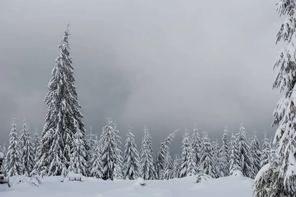 Vinterträd Berg Täckta Med Nysnö — Stockfoto