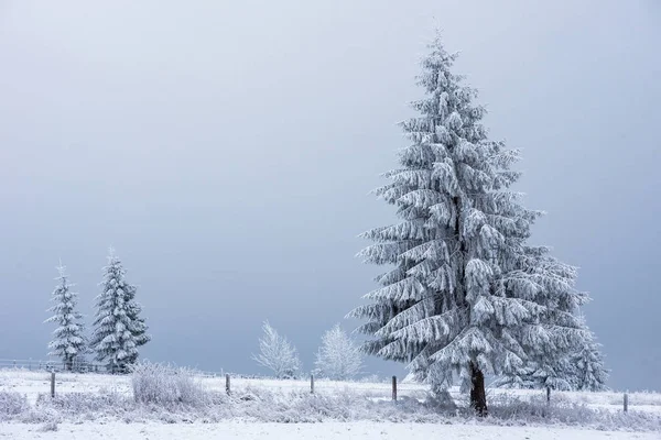 Neve Cobriu Árvores Congeladas Nas Montanhas Tempo Natal Conceito Férias — Fotografia de Stock