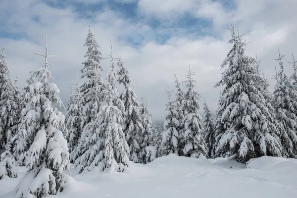 Winterwunderland Fichtenwald Mit Neuschnee Bedeckt — Stockfoto