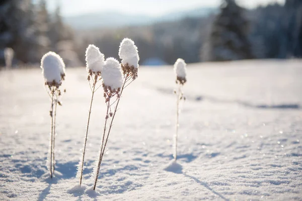 Karla Kaplı Ağaçlar Tepeler Ile Kışın Kırsal Alan — Stok fotoğraf