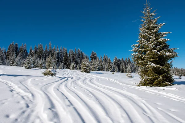 山の中の雪と霜で覆われた木々 — ストック写真