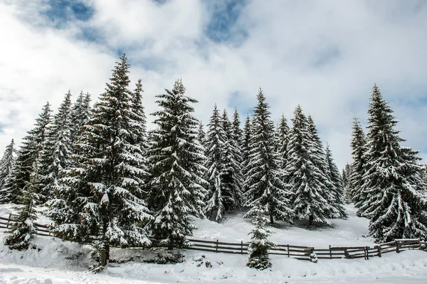 Krásná Zimní Krajina Sněhem Stromech — Stock fotografie