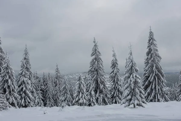 積雪のモミの木でクリスマスの背景 驚くべき冬の風景 — ストック写真