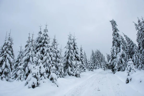 Paese Delle Meraviglie Invernali Bosco Abeti Ricoperto Neve Fresca — Foto Stock