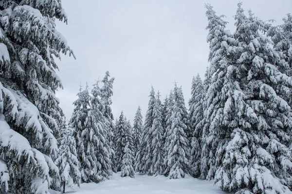 Krásná Zimní Krajina Sněhem Stromech — Stock fotografie