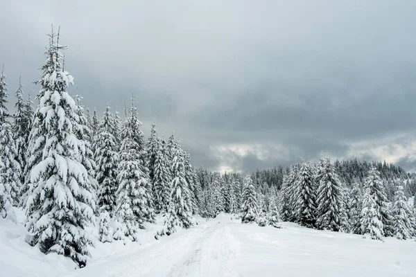 Úžasná Zimní Krajina Zasněženým Jedlovým Lesem — Stock fotografie