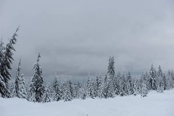 Vinterlandskap Granskog Täckt Med Nysnö — Stockfoto