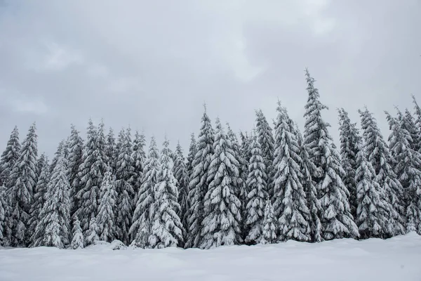 Maravilla Invernal Bosque Abetos Cubierto Nieve Fresca — Foto de Stock