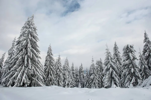 Erstaunliche Winterlandschaft Mit Schneebedecktem Tannenwald — Stockfoto