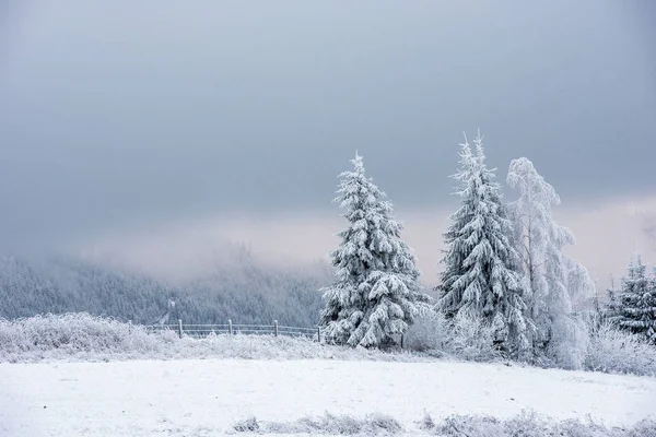 Neve Cobriu Árvores Congeladas Nas Montanhas Tempo Natal Conceito Férias — Fotografia de Stock