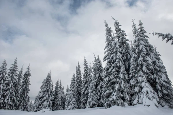 山の中の霜や雪に覆われた木 — ストック写真