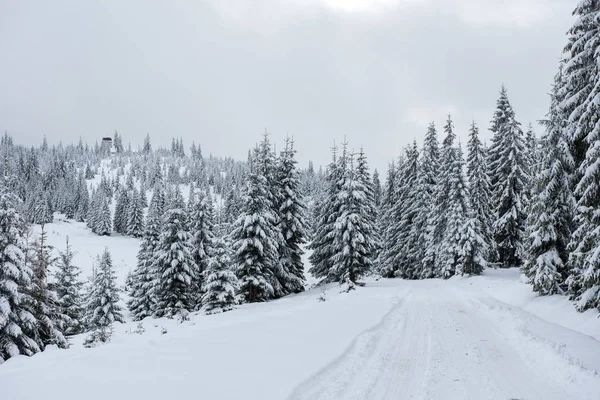 Hermoso Paisaje Invierno Con Nieve Los Árboles — Foto de Stock