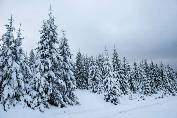 Winterwunderland Fichtenwald Mit Neuschnee Bedeckt — Stockfoto