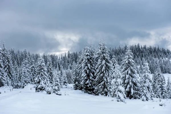 Alberi Ricoperti Gelo Neve Montagna — Foto Stock