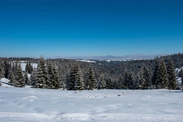 冬の不思議の国 新鮮な雪で覆われたトウヒの木の森 — ストック写真