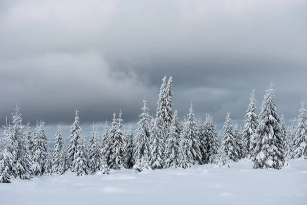 Verbazingwekkend Winterlandschap Met Besneeuwd Dennenbos — Stockfoto