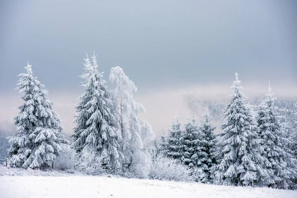 Schneebedeckte Tannen Und Raureif Den Bergen — Stockfoto