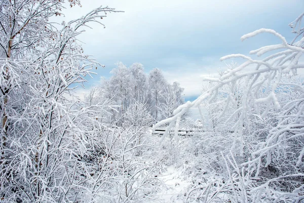Zimą Drzewa Pokryte Szronu Rym Śnieg — Zdjęcie stockowe