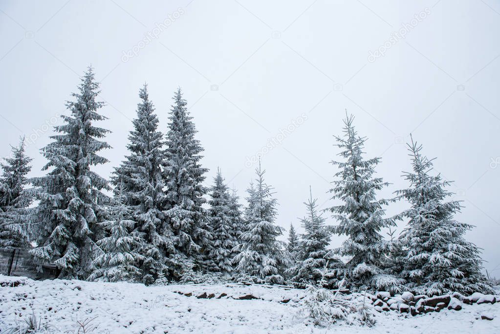 Christmas background with snowy fir trees. Amazing winter landscape