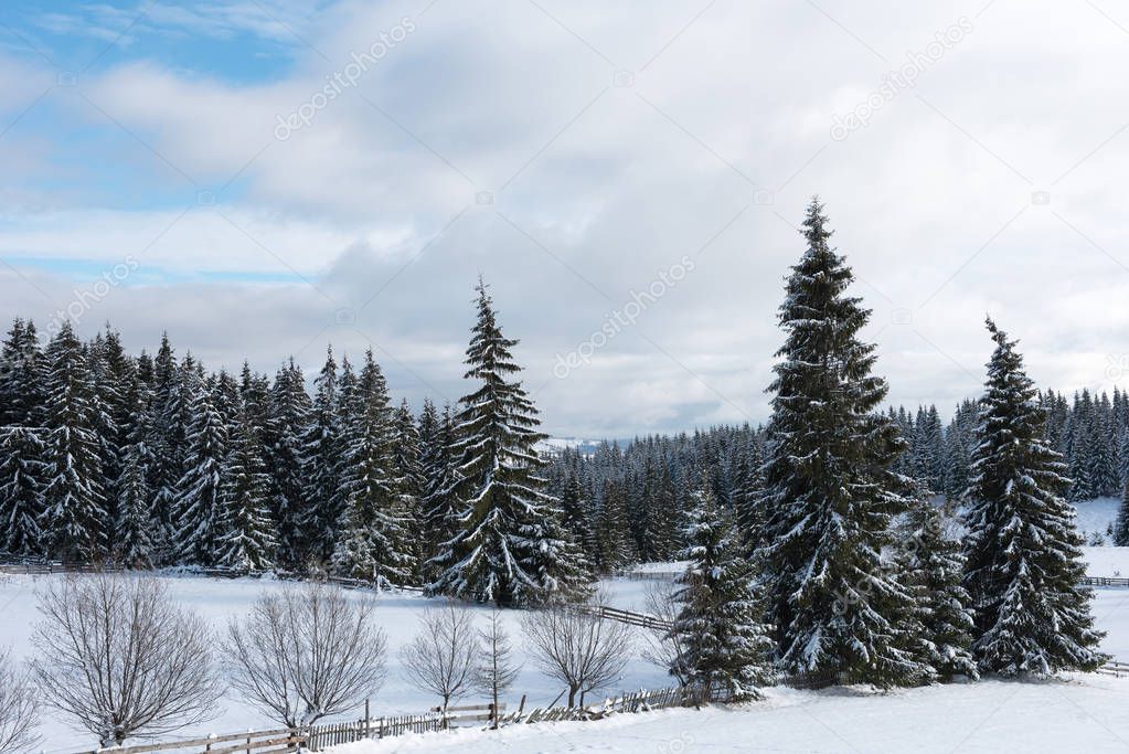 Winter landscape with snow-covered pine and fir trees. Christmas concept
