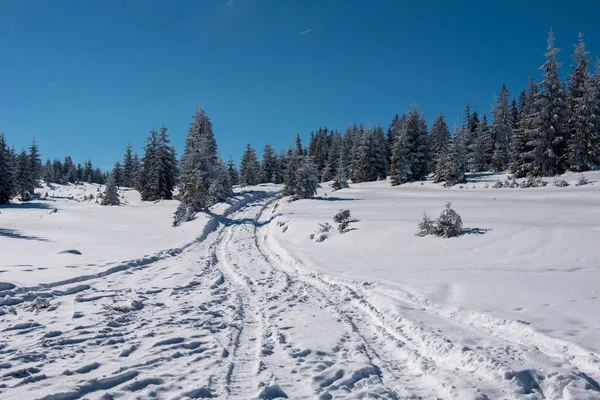 森の中の雪の山田舎道 — ストック写真