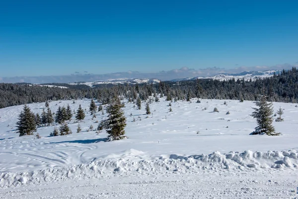 Strada Campagna Montagna Innevata Nella Foresta — Foto Stock