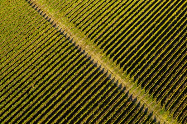 Veduta Aerea Drone Del Vigneto Nel Tardo Pomeriggio Luci — Foto Stock