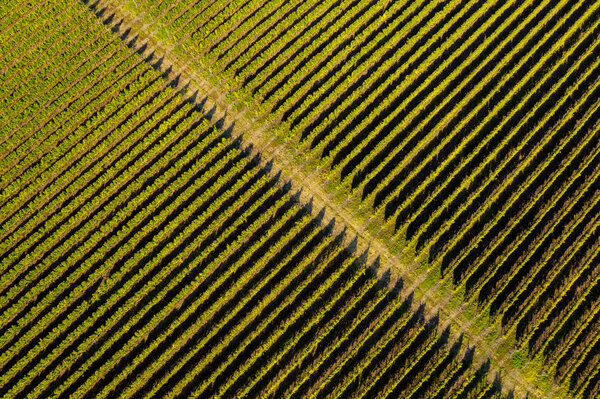 Aerial drone view of vineyard in late afternoon lights
