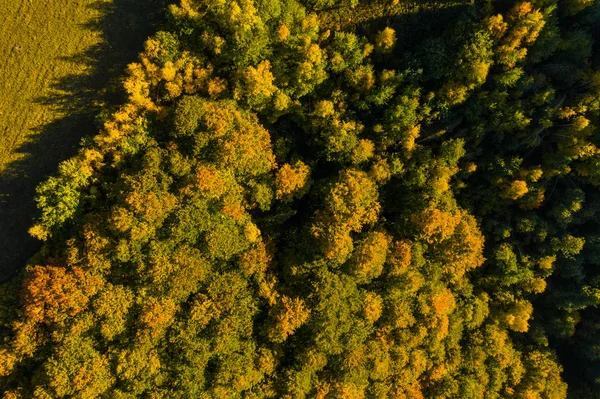 Aerial Drone View Autumn Forest Sunset Lights — Stock Photo, Image