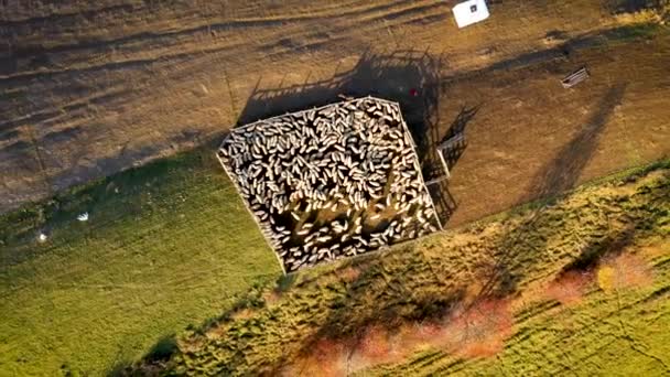 Aerial Drone Video Pecore Ovile Montagna Aumentare Altitudine Ingrandire Luci — Video Stock